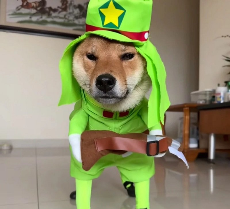 avatar vô tri hài hước chó 12