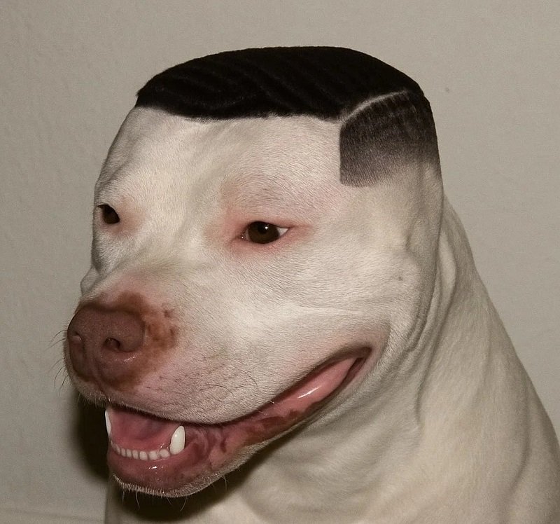 avatar vô tri hài hước chó 3