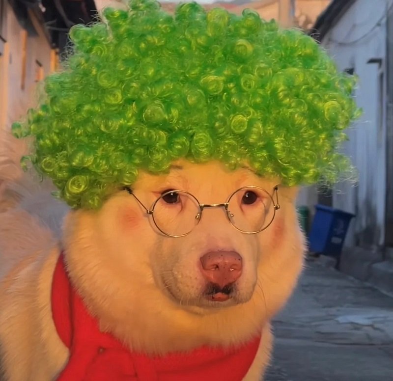 avatar vô tri hài hước chó 4