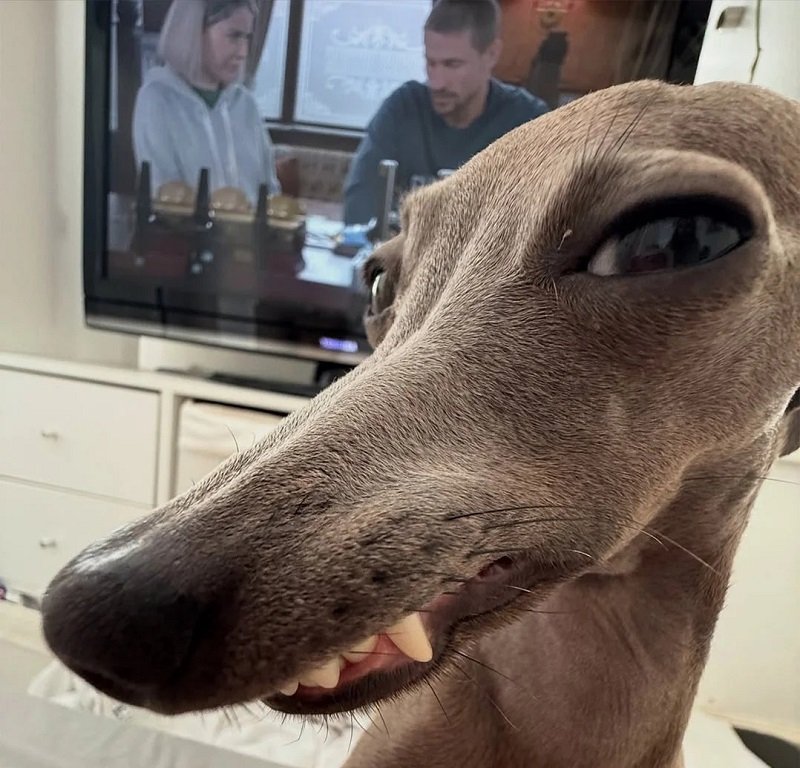 avatar vô tri hài hước chó 5