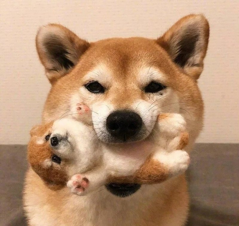 avatar vô tri hài hước chó 6