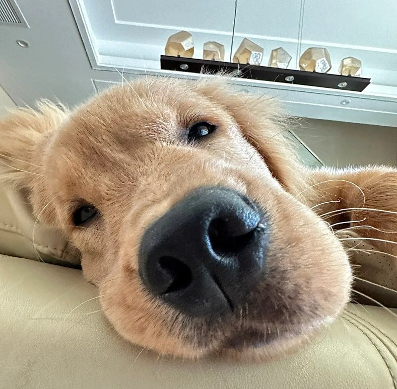 avatar vô tri hài hước chó 7