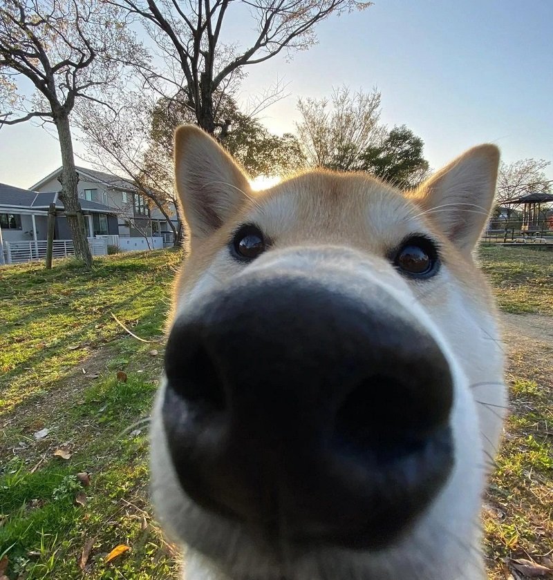 avatar vô tri hài hước chó 8