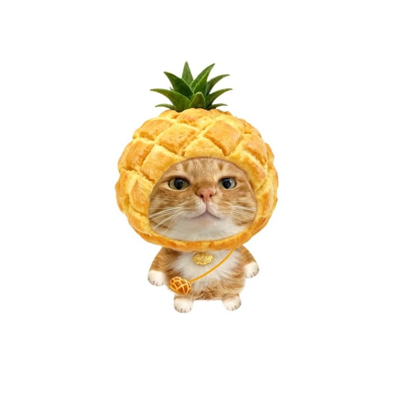 avatar vô tri hài hước mèo 1