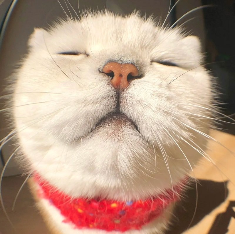 avatar vô tri hài hước mèo 10