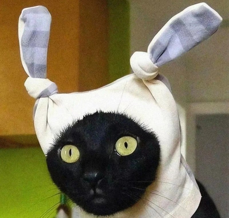 avatar vô tri hài hước mèo 3