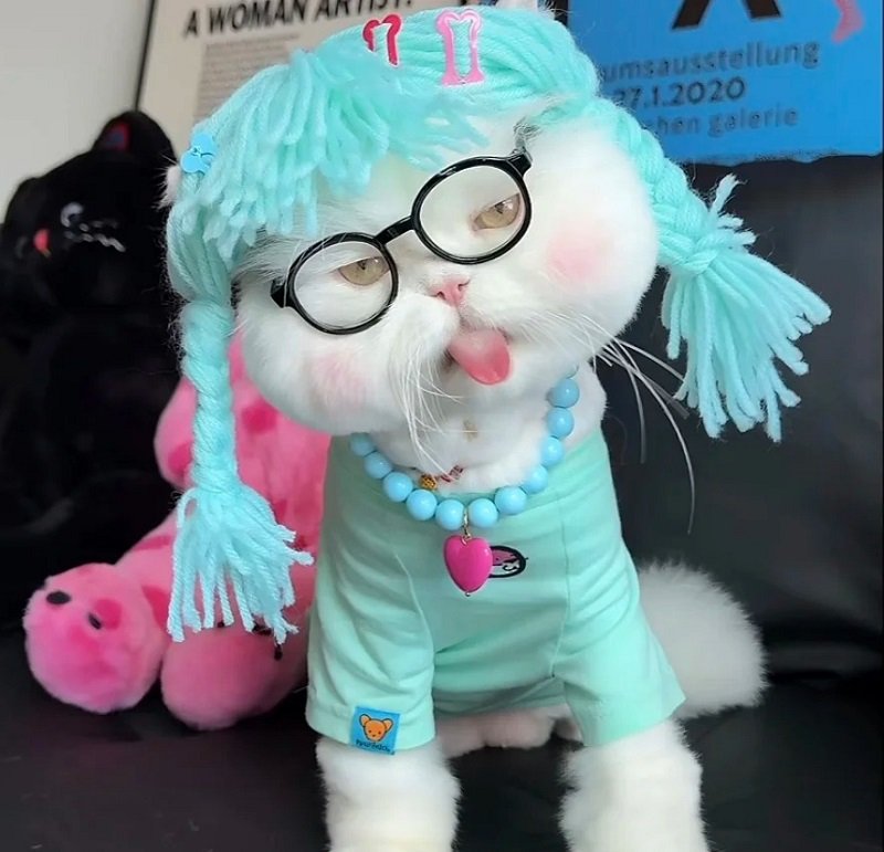 avatar vô tri hài hước mèo 5