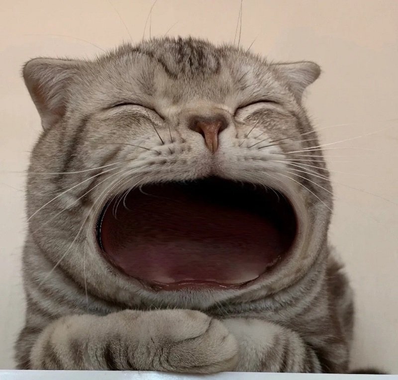 avatar vô tri hài hước mèo 6