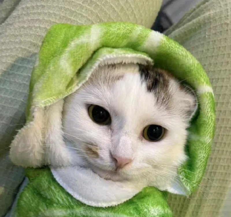 avatar vô tri hài hước mèo 7