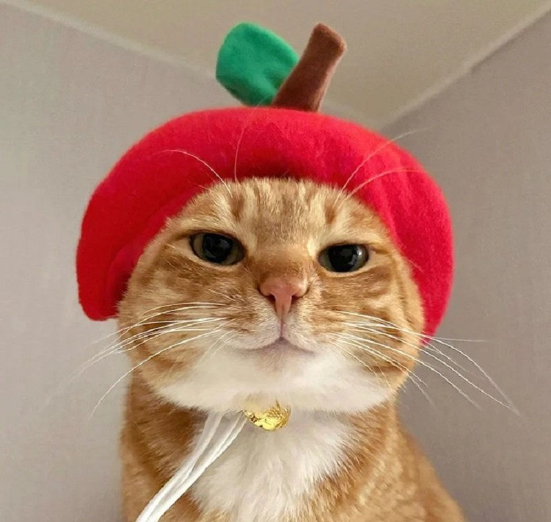 avatar vô tri hài hước mèo 9