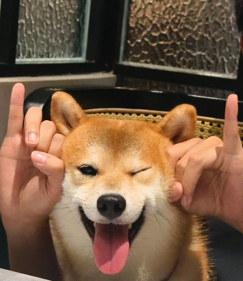 avatar vô tri meme 10