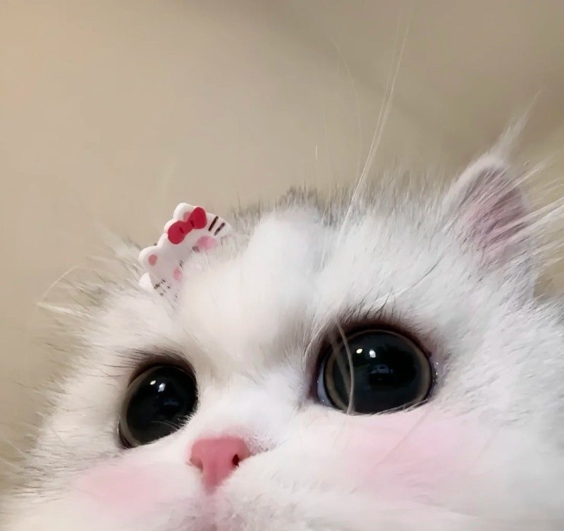 avatar vô tri mèo 6