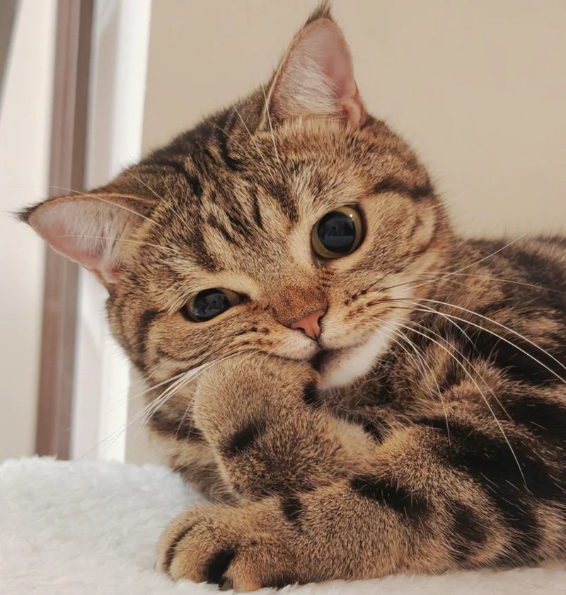 avatar vô tri mèo cute 2