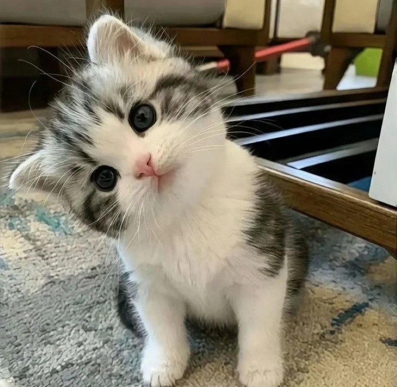 avatar vô tri mèo cute 5