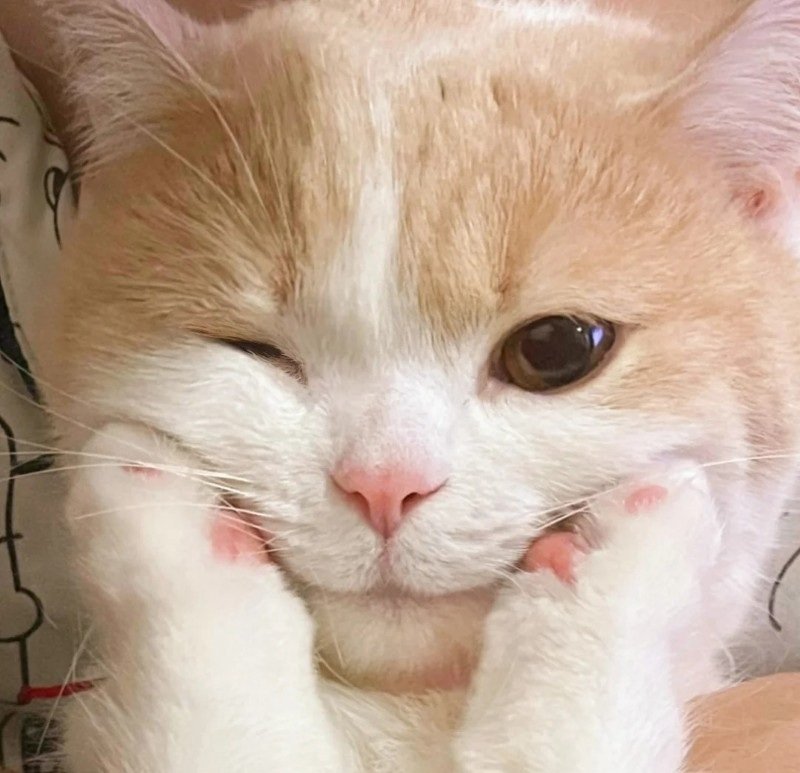 avatar vô tri mèo cute 7