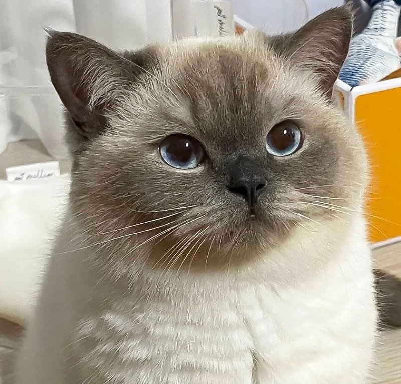 avatar vô tri mèo cute 8