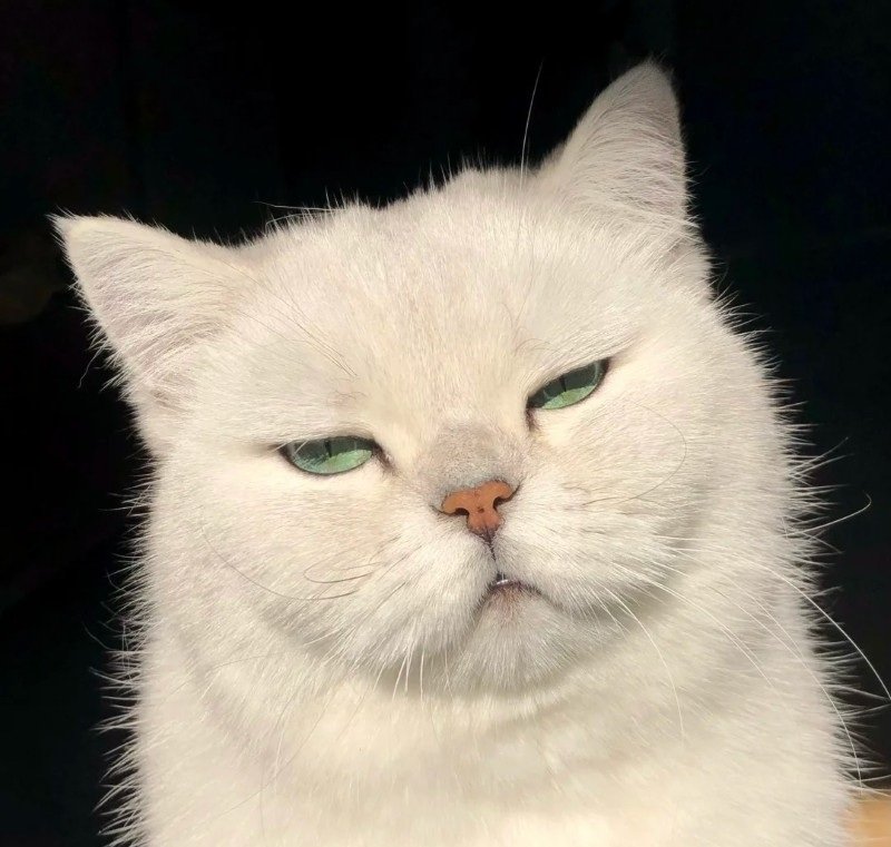 avatar vô tri mèo meme 2