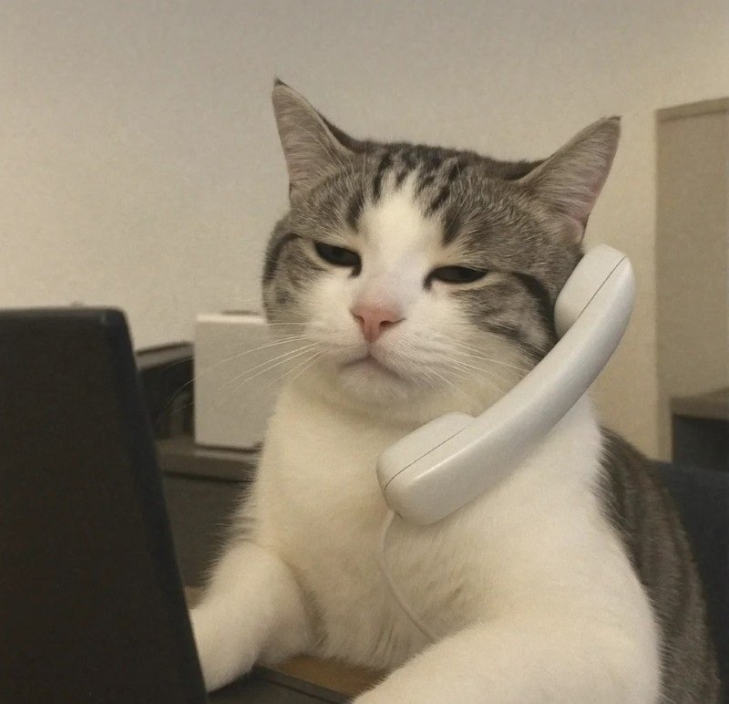 avatar vô tri mèo meme 4