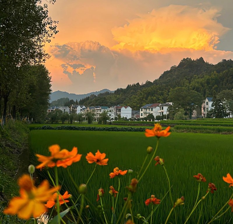 avatar zalo phong cảnh 16