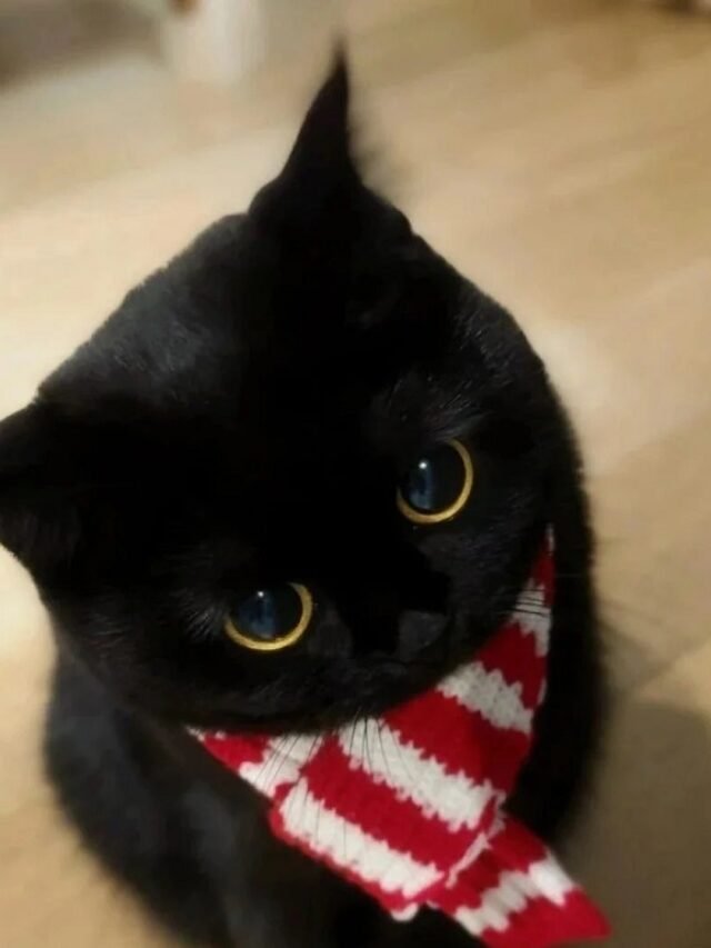 ảnh avatar mèo đen cute 2