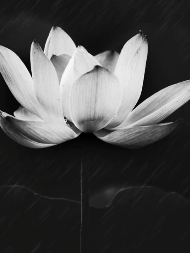 cropped-avatar-chia-buon-hoa-sen-trang-dam-tang-14.jpg
