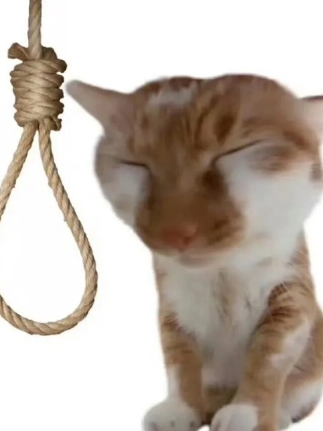cropped-cat-meme-24.jpg