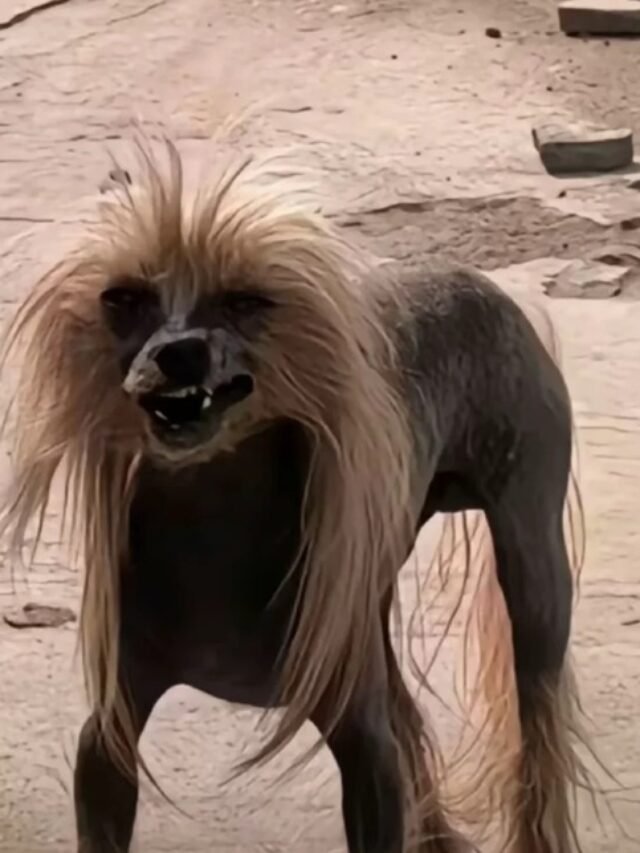 cropped-dog-meme-16.jpg