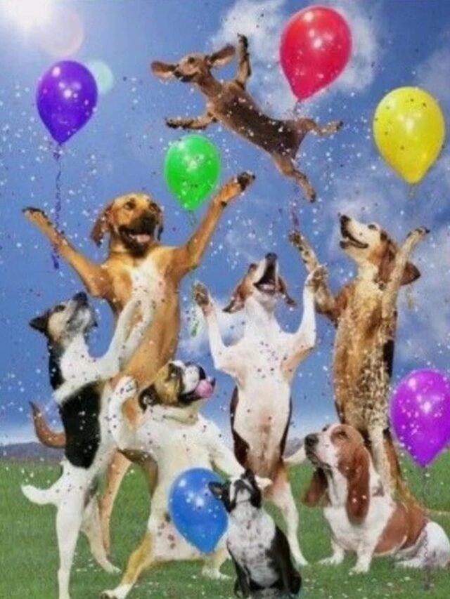 cropped-happy-birthday-meme-31.jpg