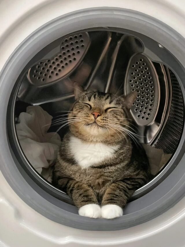 cropped-meme-meo-cuoi-25.jpg