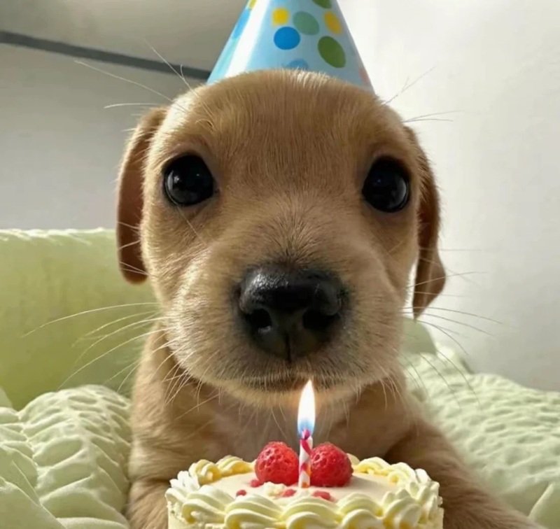 happy birthday meme 26