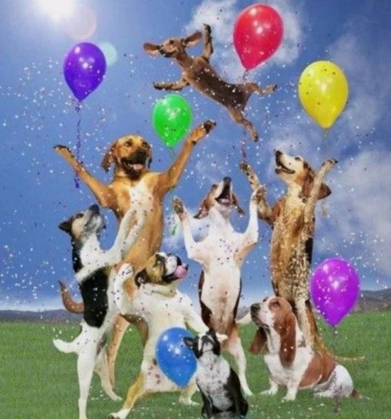 happy birthday meme 31