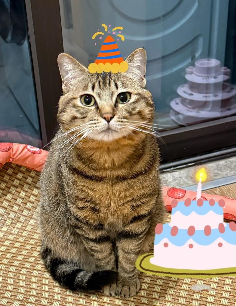 happy birthday meme 7