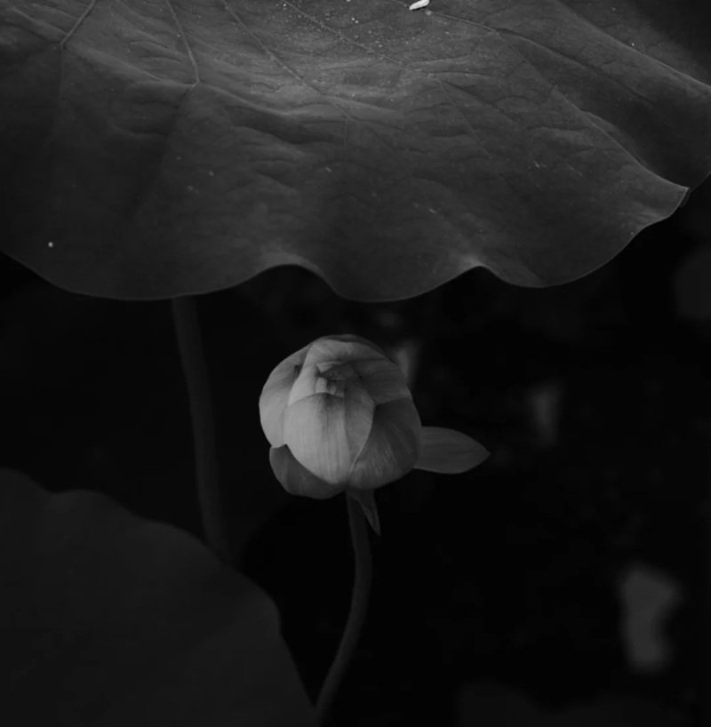 hình nền avatar chia buồn hoa sen trắng đám tang 10