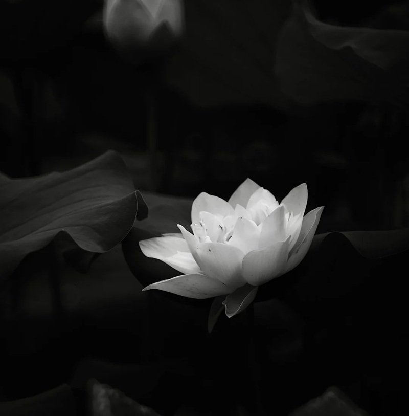 hình nền avatar chia buồn hoa sen trắng đám tang 11