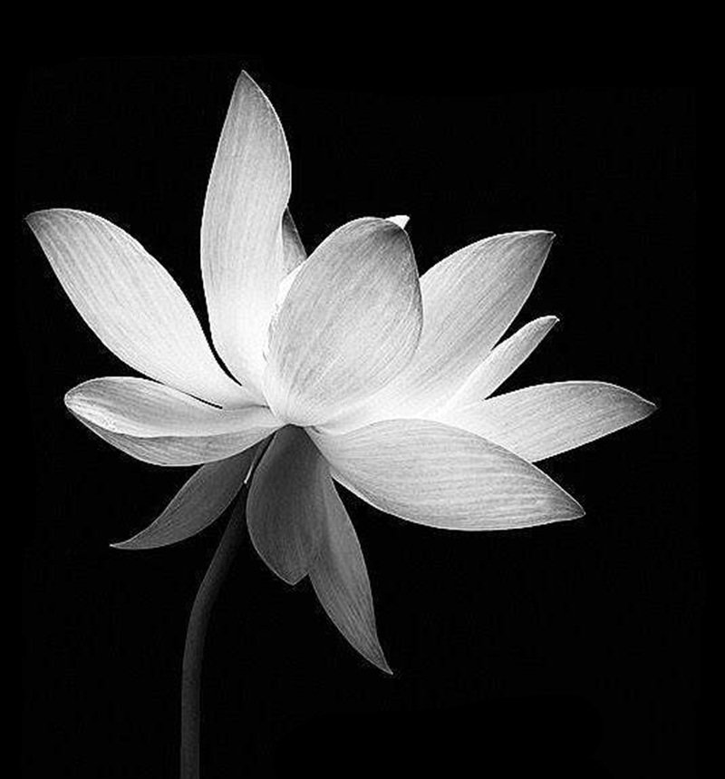 hình nền avatar chia buồn hoa sen trắng đám tang 13