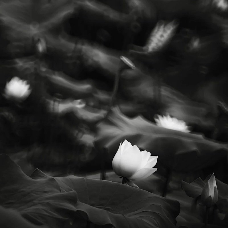 hình nền avatar chia buồn hoa sen trắng đám tang 15