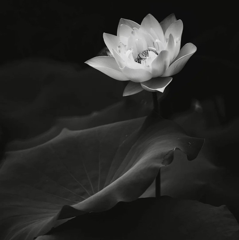 hình nền avatar chia buồn hoa sen trắng đám tang 16