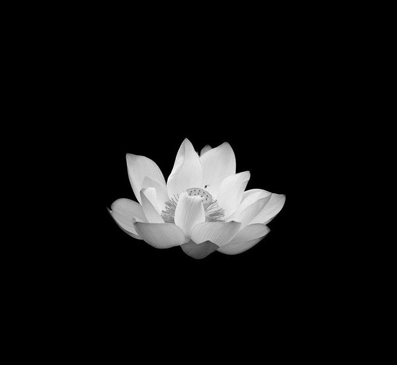 hình nền avatar chia buồn hoa sen trắng đám tang 17