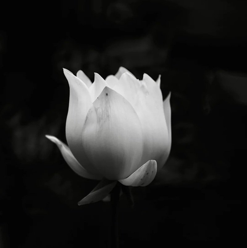 hình nền avatar chia buồn hoa sen trắng đám tang 18