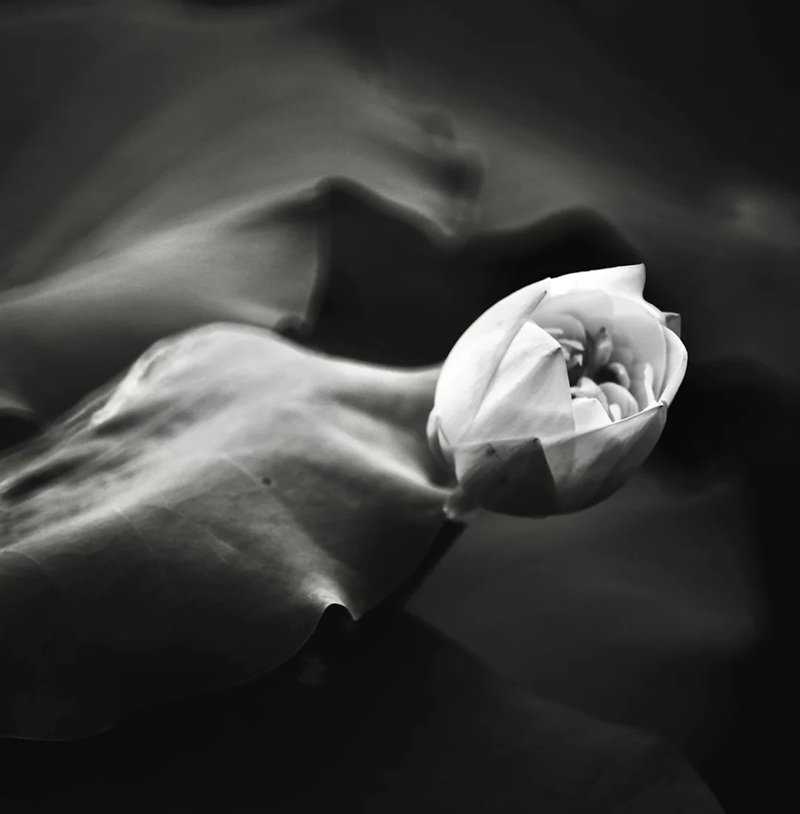 hình nền avatar chia buồn hoa sen trắng đám tang 3