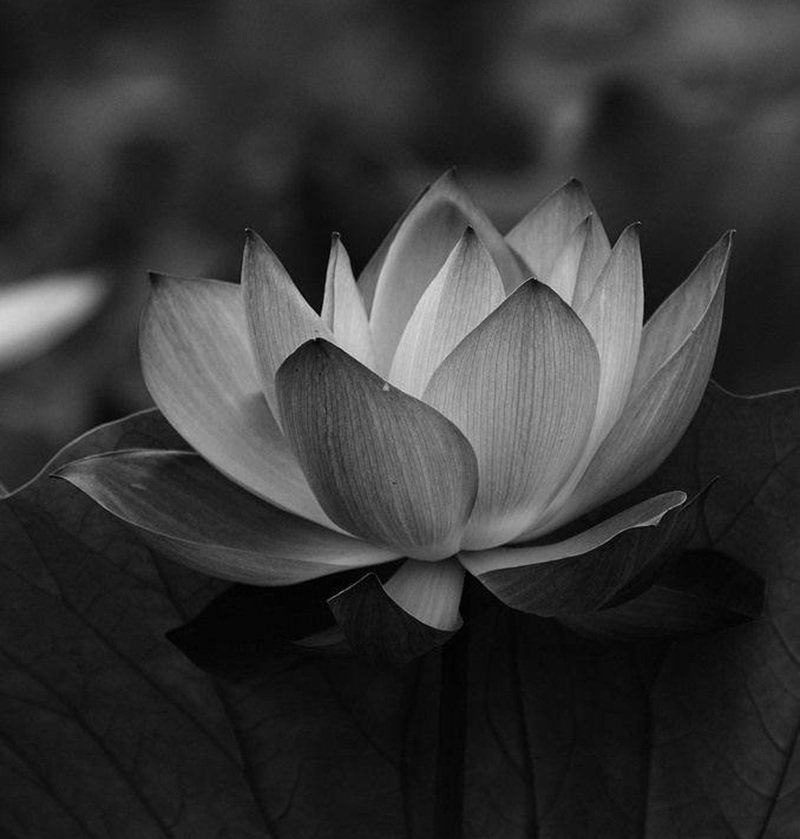 hình nền avatar chia buồn hoa sen trắng đám tang 6