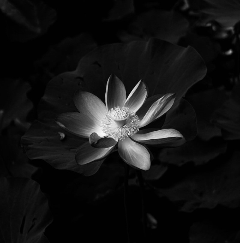 hình nền avatar chia buồn hoa sen trắng đám tang 7