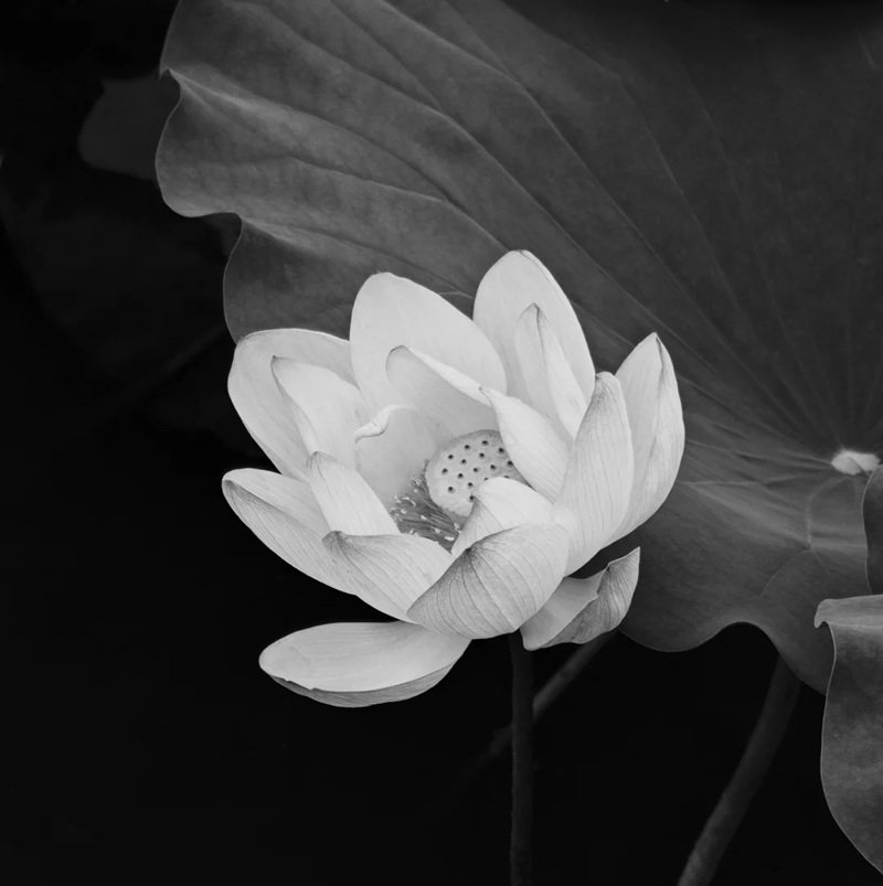 hình nền avatar chia buồn hoa sen trắng đám tang 8