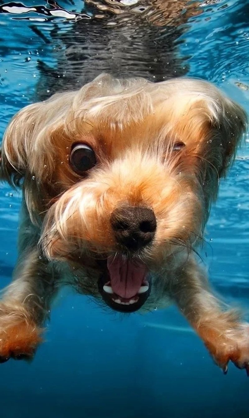 hình nền meme cute