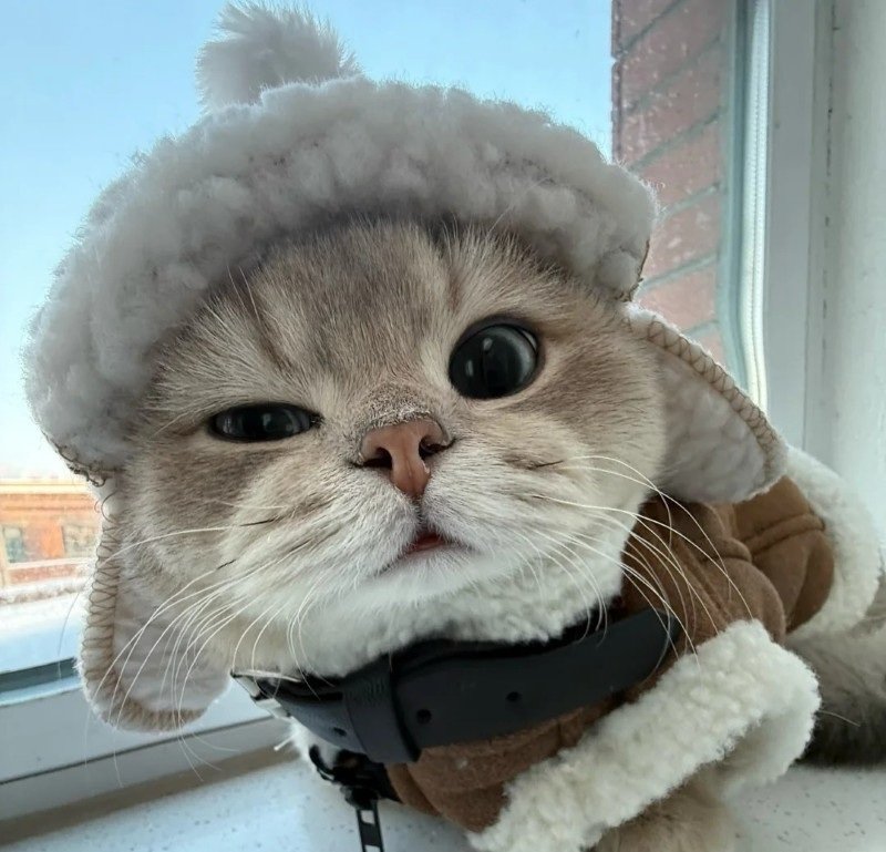 meme avatar mèo ngáo 12