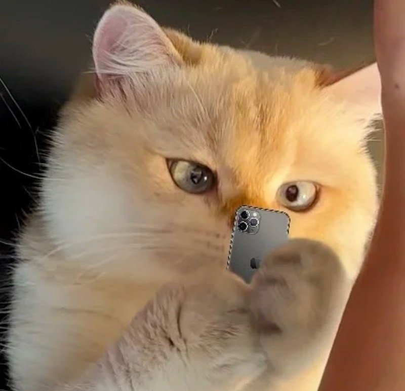 meme avatar mèo ngáo 4