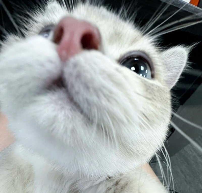 meme avatar mèo ngáo 7