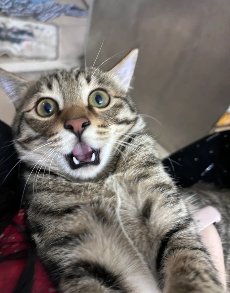 meme bất ngờ mèo