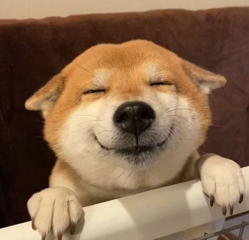 meme chó nhắm mắt