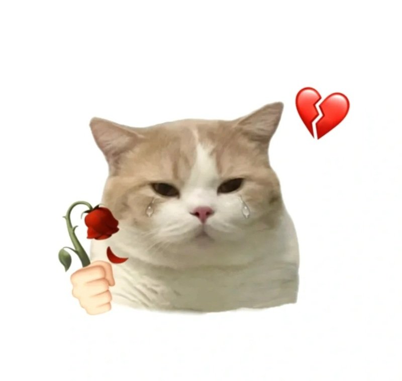 meme con mèo cầm hoa hồng